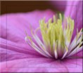 /album/fleurs-dun-jardin-2015/dsc-5231-copie-jpg/